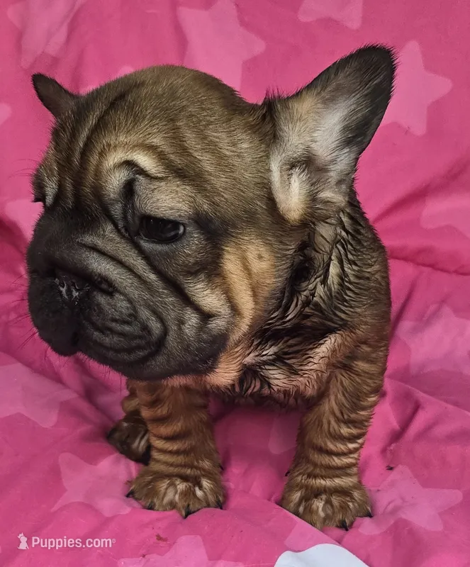 Lucky – French Bulldog puppy for sale in Akron, OH