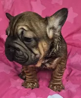 Lucky, a male French Bulldog for sale in Akron, OH – 1 of 4