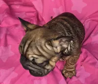 Lucky, a male French Bulldog for sale in Akron, OH – 2 of 4