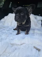 Bacon , a male French Bulldog for sale in Akron, OH – 3 of 4
