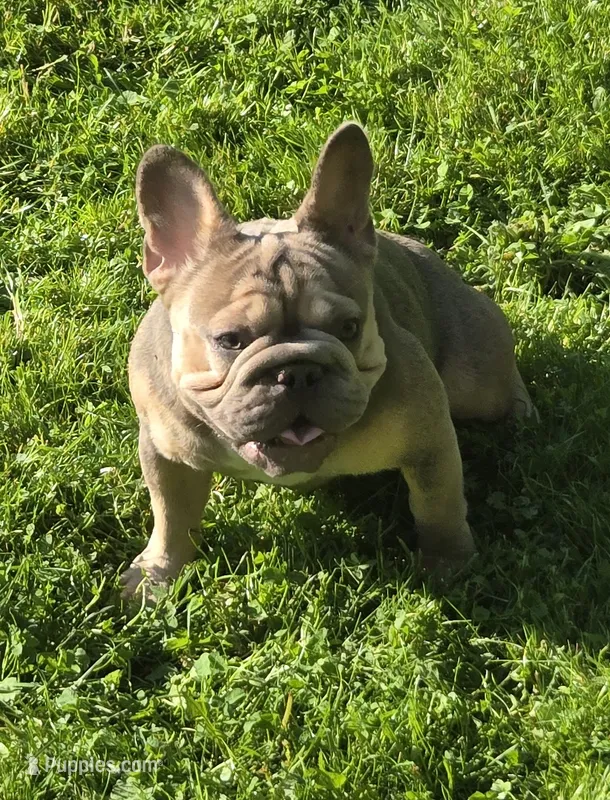 Tink – French Bulldog puppy for sale in Akron, OH