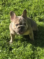 Tink, a female French Bulldog for sale in Akron, OH – 1 of 5