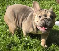 Tink, a female French Bulldog for sale in Akron, OH – 4 of 5