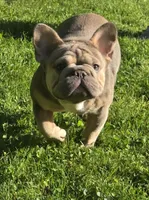 Tink, a female French Bulldog for sale in Akron, OH – 2 of 5