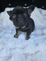 Bacon , a male French Bulldog for sale in Akron, OH – 4 of 4