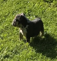 Max, a male English Bulldog for sale in Akron, OH – 5 of 6
