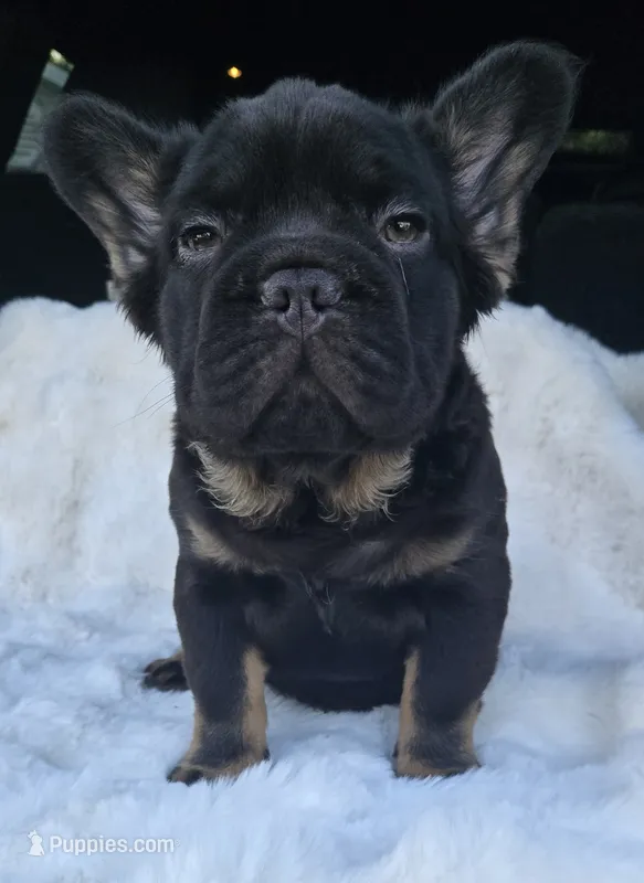 Bacon  – French Bulldog puppy for sale in Akron, OH