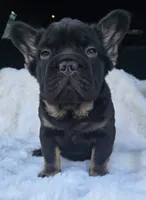 Bacon , a male French Bulldog for sale in Akron, OH – 1 of 4