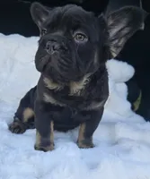 Bacon , a male French Bulldog for sale in Akron, OH – 2 of 4