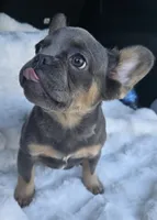 Duchess , a female French Bulldog for sale in Akron, OH – 2 of 4
