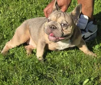 Tink, a female French Bulldog for sale in Akron, OH – 3 of 5