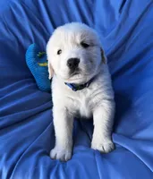 processed/0422587c-d8e1-48e1-9751-61127fbed33d/listing/52f7866c-2988-4bcc-bb78-058e03e33e33/0aaf3f37-87cd-44a7-9493-40a9827833b6