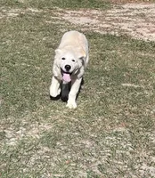 Rocky, a male Golden Retriever and Labrador Retriever for sale in Live Oak, FL – Photo 2 of 5