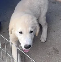 Rocky, a male Golden Retriever and Labrador Retriever for sale in Live Oak, FL – Photo 1 of 6