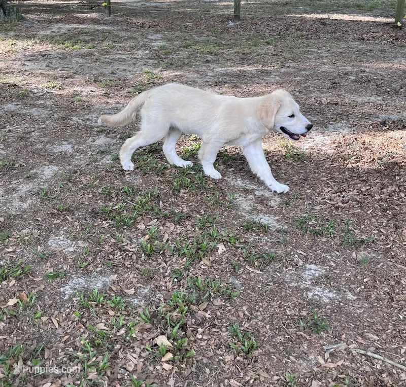 Rocky, a male Golden Retriever and Labrador Retriever for sale in Live Oak, FL – Photo 1 of 5