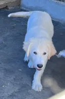 Rocky, a male Golden Retriever and Labrador Retriever for sale in Live Oak, FL – Photo 2 of 6