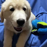 Rocky, a male Golden Retriever and Labrador Retriever for sale in Live Oak, FL – Photo 6 of 6