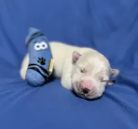 processed/0422587c-d8e1-48e1-9751-61127fbed33d/listing/52f7866c-2988-4bcc-bb78-058e03e33e33/ab4110c1-db50-4326-b620-5e84a9a1cd9a