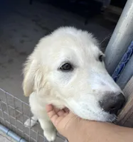 Rocky, a male Golden Retriever and Labrador Retriever for sale in Live Oak, FL – Photo 3 of 6