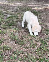 Rocky, a male Golden Retriever and Labrador Retriever for sale in Live Oak, FL – Photo 3 of 5