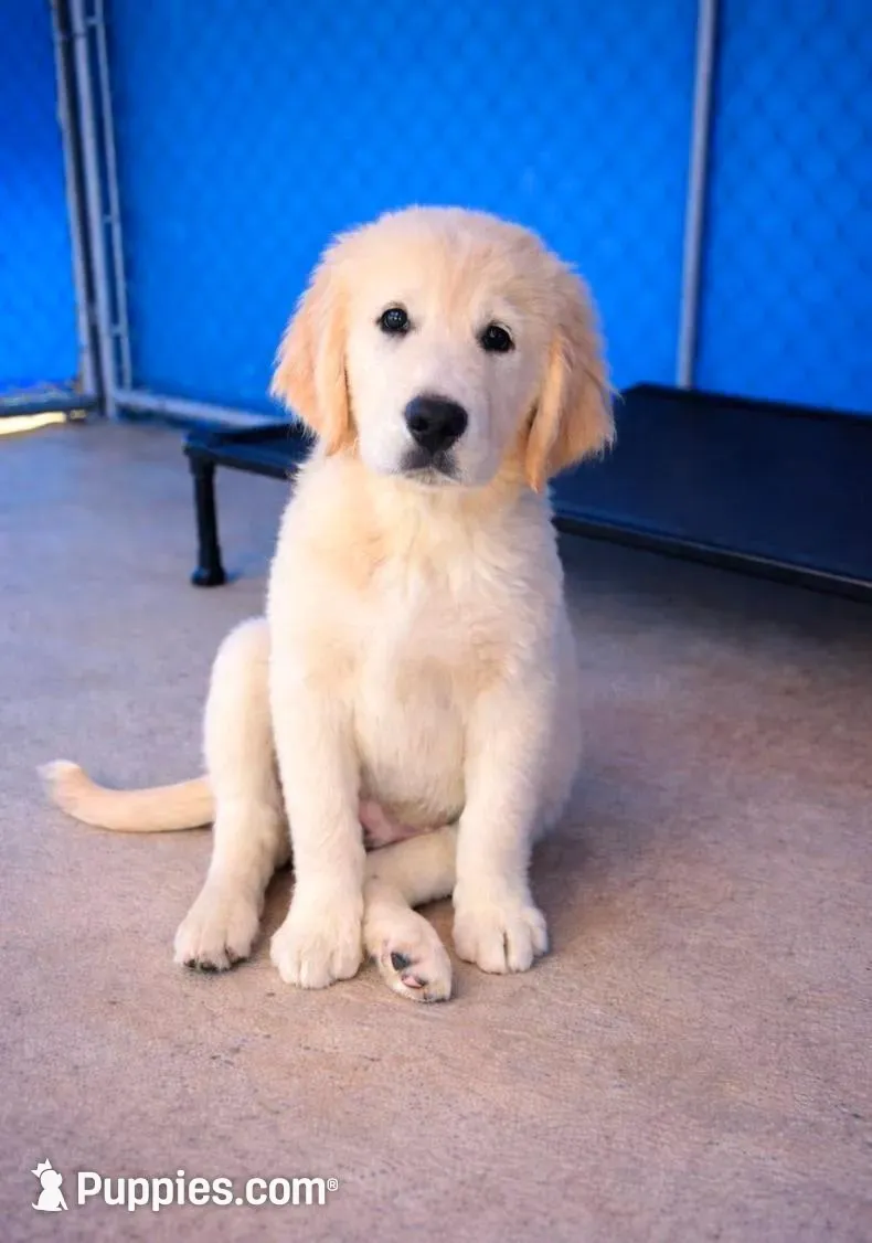 Rocky, a male Golden Retriever and Labrador Retriever for sale in Live Oak, FL – Photo 5 of 6