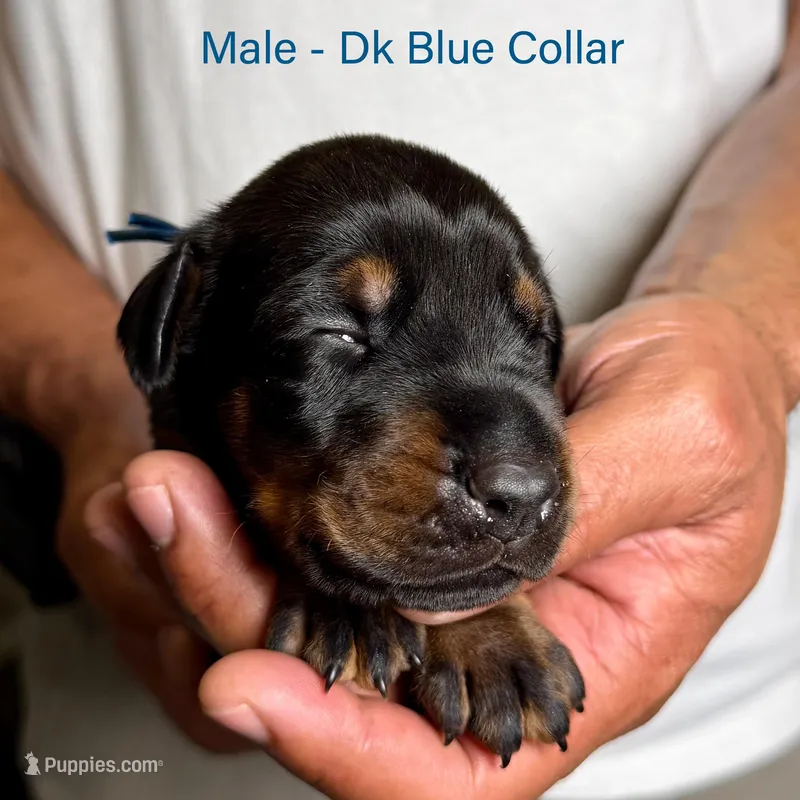 Black Male, a male Doberman Pinscher for sale in Lakeland, FL – Photo 1 of 4