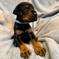 Euro Dobie Male AKC, a male Doberman Pinscher for sale in Lakeland, FL – Photo 3 of 6