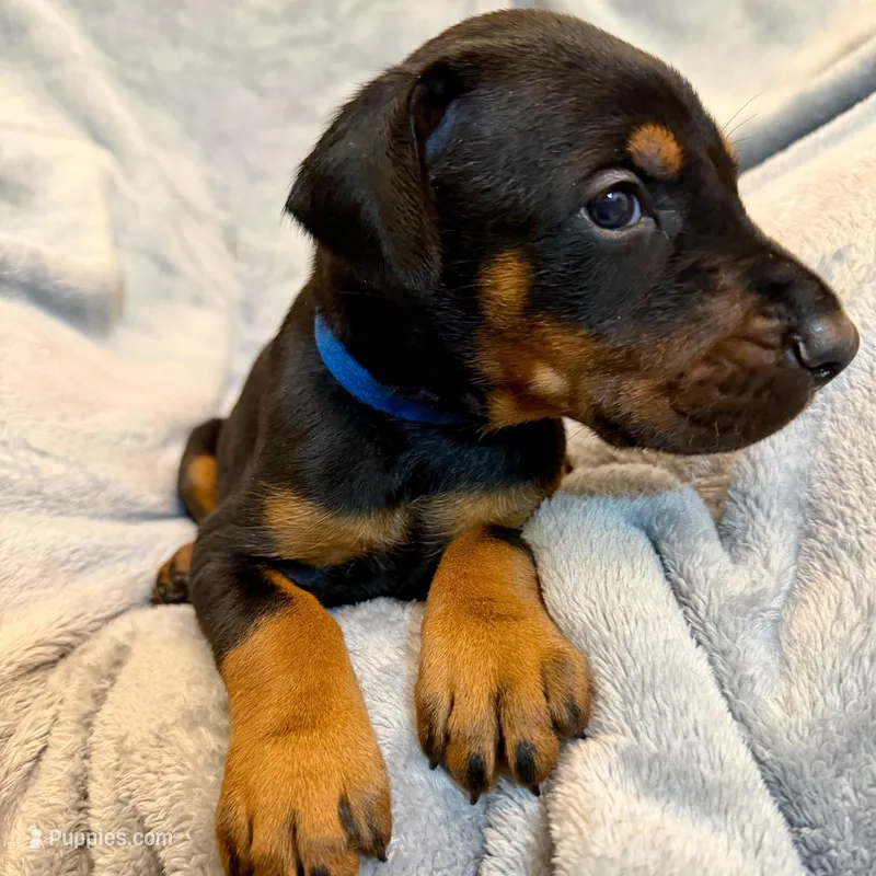 Euro Dobie Male AKC – Doberman Pinscher puppy for sale in Lakeland, FL