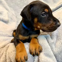 Euro Dobie Male AKC, a male Doberman Pinscher for sale in Lakeland, FL – Photo 1 of 6