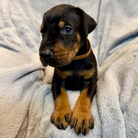 Euro Dobie Male AKC, a male Doberman Pinscher for sale in Lakeland, FL – Photo 2 of 6