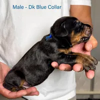 Black Male, a male Doberman Pinscher for sale in Lakeland, FL – Photo 2 of 4