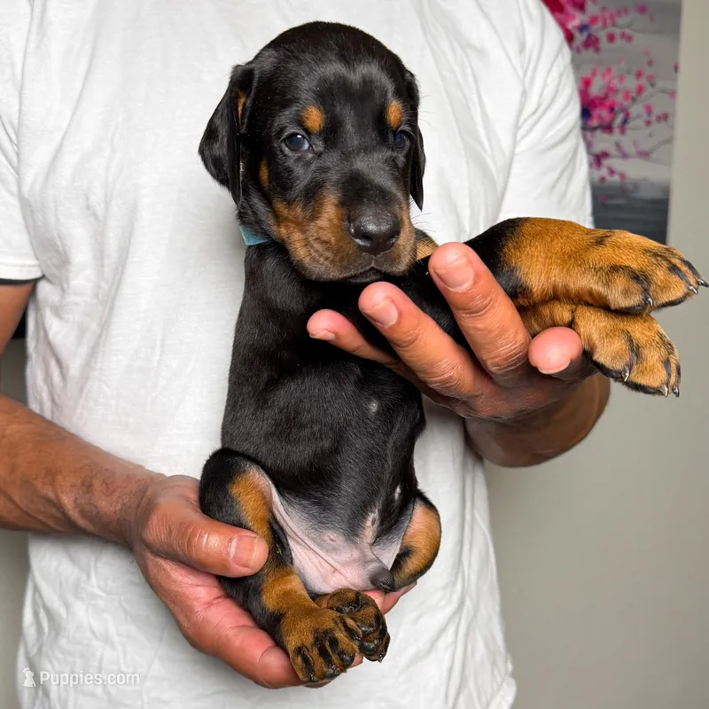 Euro Dobie Male AKC – Doberman Pinscher puppy for sale in Lakeland, FL