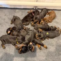 Black Male, a male Doberman Pinscher for sale in Lakeland, FL – Photo 4 of 4