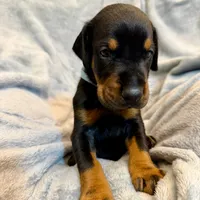 Euro Dobie Male AKC, a male Doberman Pinscher for sale in Lakeland, FL – Photo 5 of 6