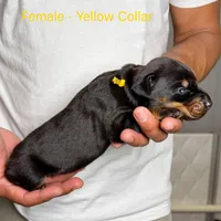 Black Female, a female Doberman Pinscher for sale in Lakeland, FL – Photo 2 of 10