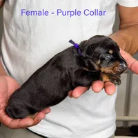 Black Female, a female Doberman Pinscher for sale in Lakeland, FL – Photo 8 of 10