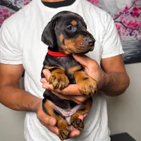 Euro Dobie Female AKC, a female Doberman Pinscher for sale in Lakeland, FL – Photo 2 of 5