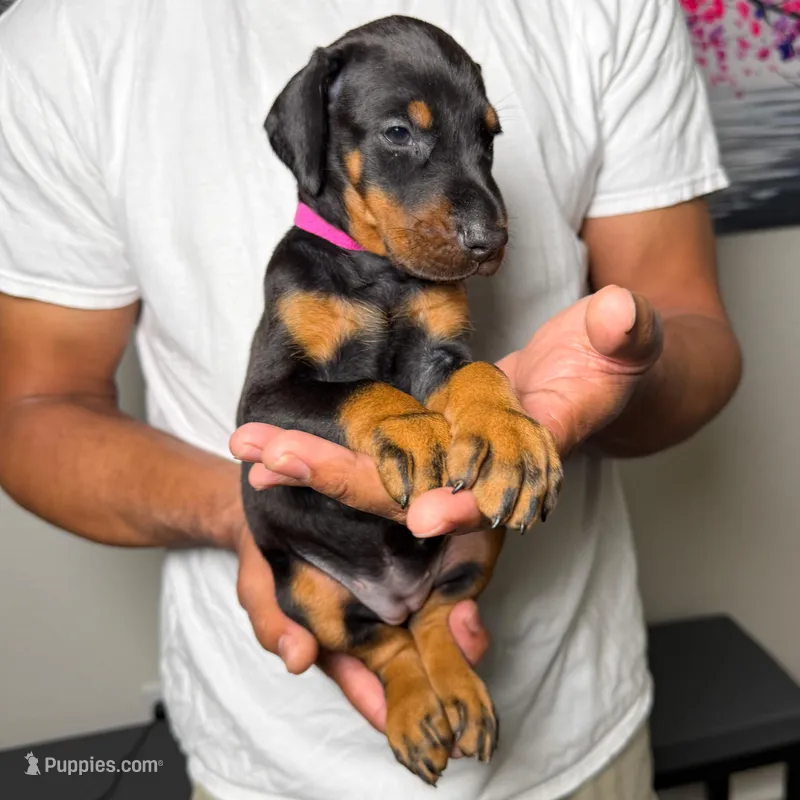 Euro Dobie Female AKC – Doberman Pinscher puppy for sale in Lakeland, FL