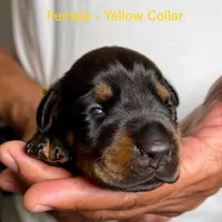 Black Female, a female Doberman Pinscher for sale in Lakeland, FL – Photo 1 of 10