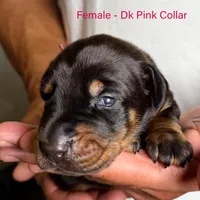 Black Female, a female Doberman Pinscher for sale in Lakeland, FL – Photo 9 of 10