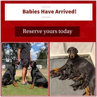 Euro Dobie Female AKC (Pink Collar), a female Doberman Pinscher for sale in Lakeland, FL – Photo 5 of 6