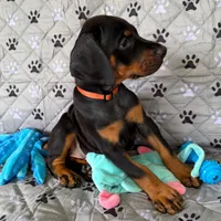 Euro Dobie Female AKC (Orange Collar), a female Doberman Pinscher for sale in Lakeland, FL – Photo 3 of 6