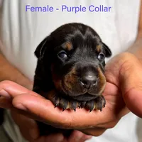 Black Female, a female Doberman Pinscher for sale in Lakeland, FL – Photo 7 of 10