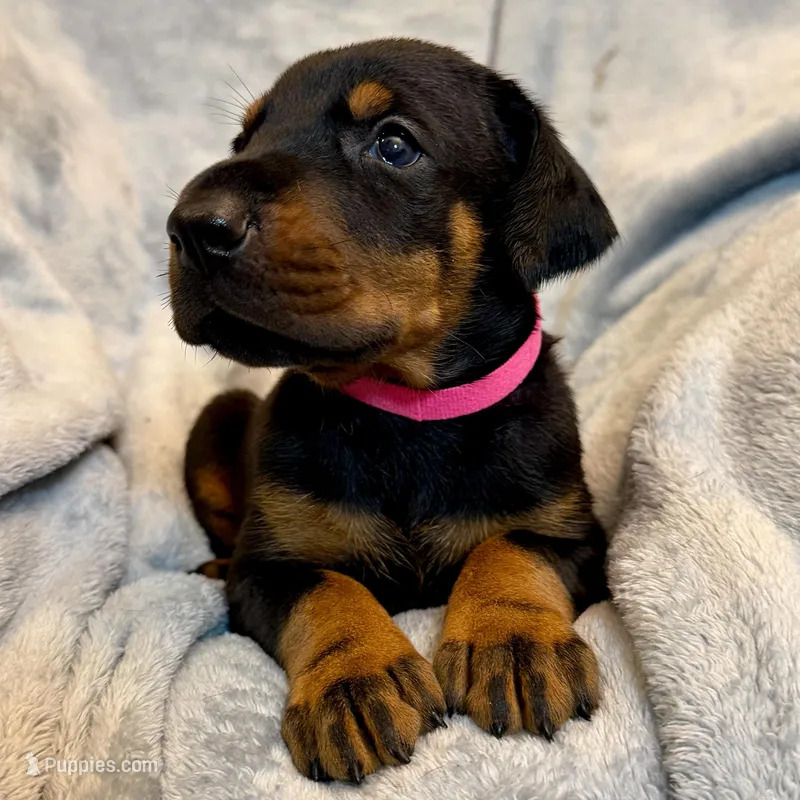 Euro Dobie Female AKC – Doberman Pinscher puppy for sale in Lakeland, FL
