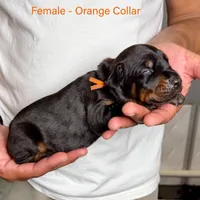 Black Female, a female Doberman Pinscher for sale in Lakeland, FL – Photo 6 of 10