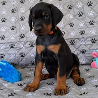 Euro Dobie Female AKC (Orange Collar), a female Doberman Pinscher for sale in Lakeland, FL – Photo 1 of 6