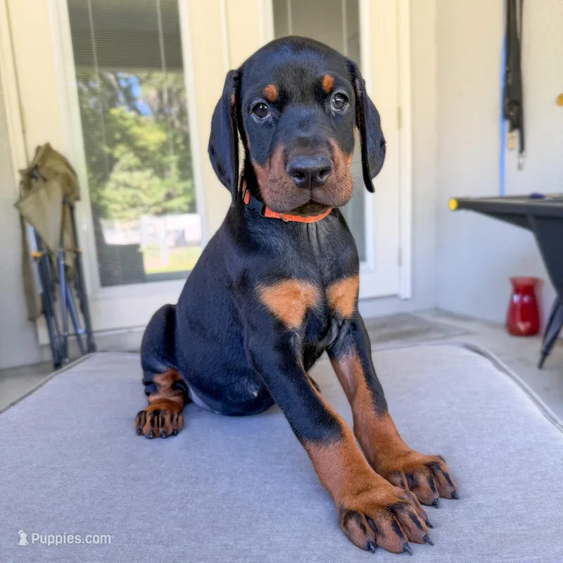 Euro Dobie Female AKC (Orange Collar) – Doberman Pinscher puppy for sale in Lakeland, FL