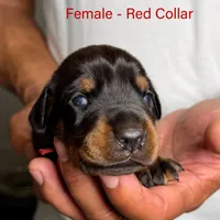 Black Female, a female Doberman Pinscher for sale in Lakeland, FL – Photo 3 of 10