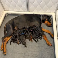 Euro Dobie Female AKC (Pink Collar), a female Doberman Pinscher for sale in Lakeland, FL – Photo 6 of 6