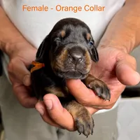 Black Female, a female Doberman Pinscher for sale in Lakeland, FL – Photo 5 of 10